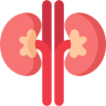 kidney