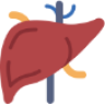 liver